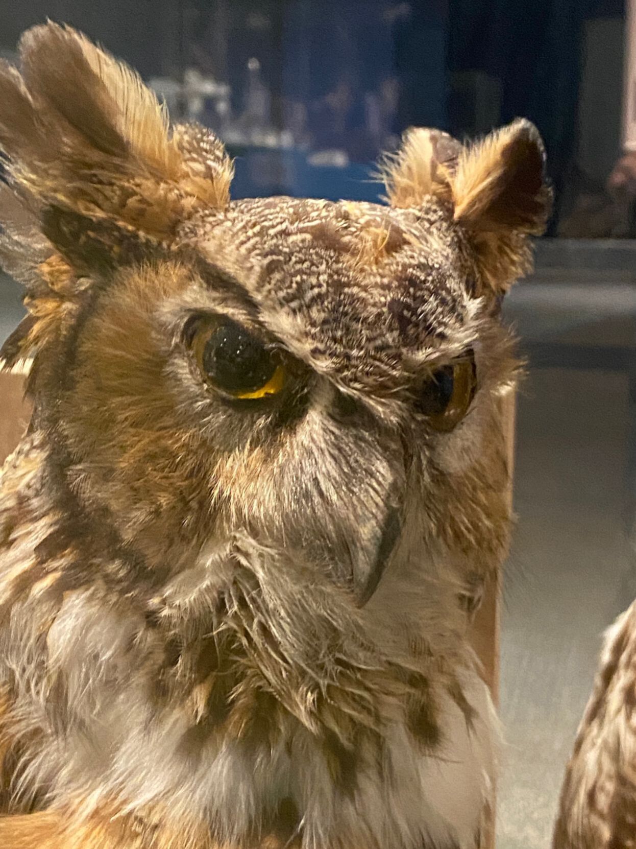 great horned